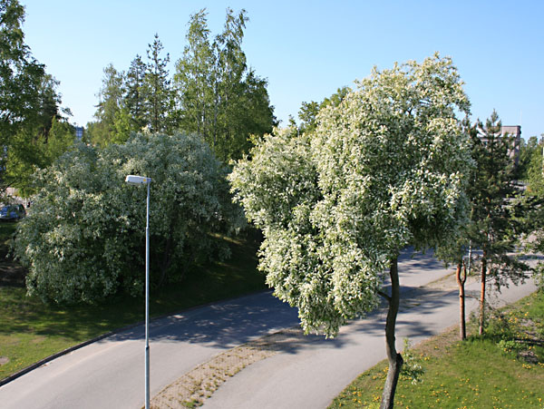 Kukkivia puita